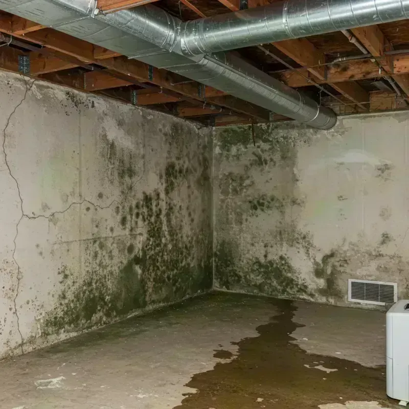 Professional Mold Removal in Saint Charles, IL